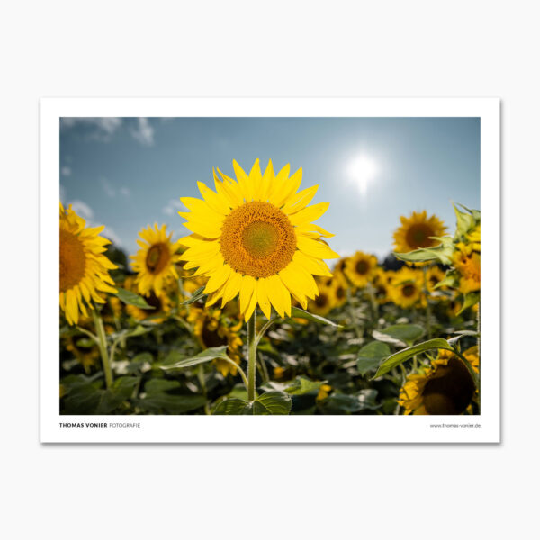 Sonnenblumen