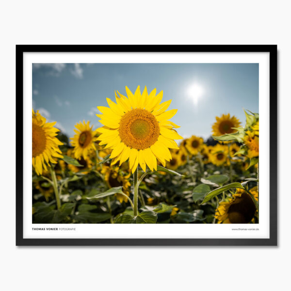 Sonnenblumen